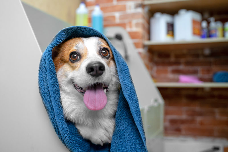 Dog-Grooming-Photo